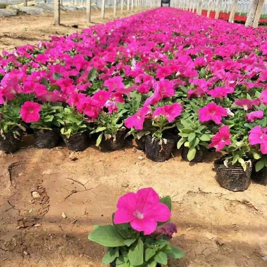 青州市矮牵牛花卉，洪坤花卉矮牵牛批发，矮牵牛小苗价格