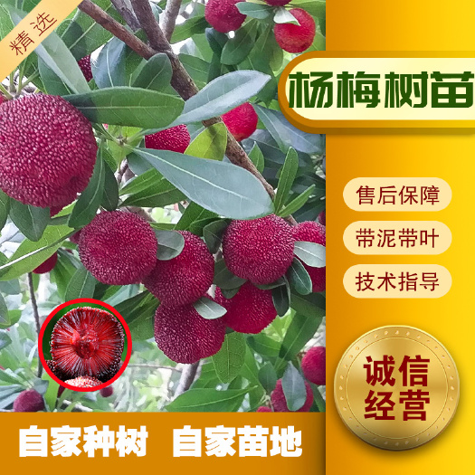 容县东魁杨梅树苗  四季种南北方种植超甜超大杨梅东魁杨梅黑炭杨梅