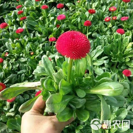  雏菊花卉，雏菊工程苗，雏菊盆栽，时令草花雏菊，绿化工程雏菊