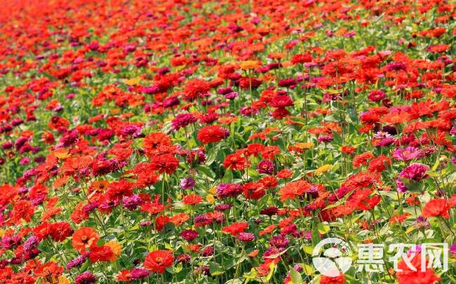  百日草价格，百日草供货，百日草花卉盆花，百日菊基地