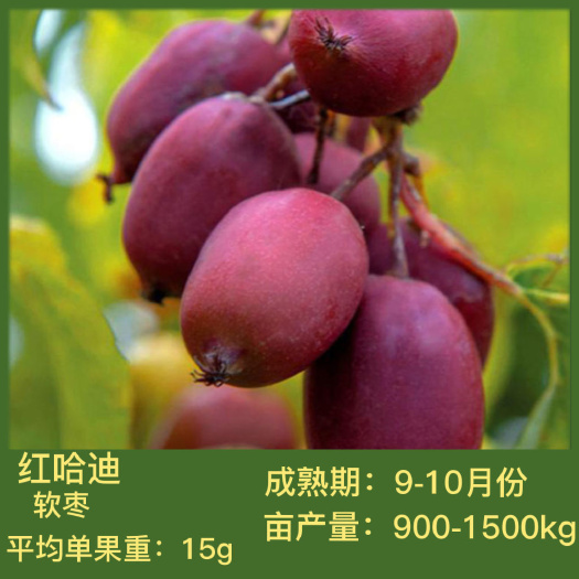 宁晋县红哈迪软枣猕猴桃苗南北方庭院地栽爬藤果树盆栽嫁接果苗当年结果