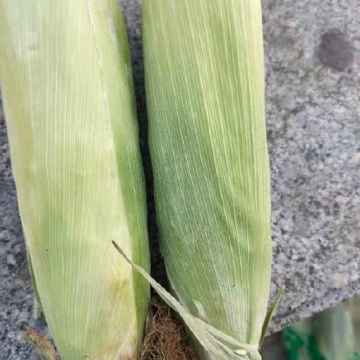冻干玉米  甜糯玉米