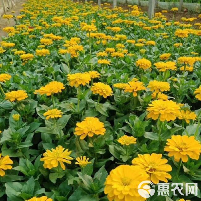  百日草价格，百日草供货，百日草花卉盆花，百日菊基地