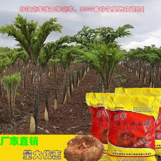 曲靖农用消毒产品  多元消毒粉 用于魔芋地消毒或者种芋消毒 魔芋
