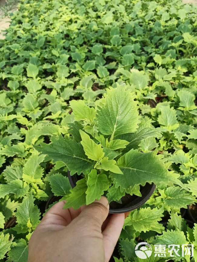  彩叶草，火焰彩叶草盆苗，彩叶草花卉价格，彩叶草批发