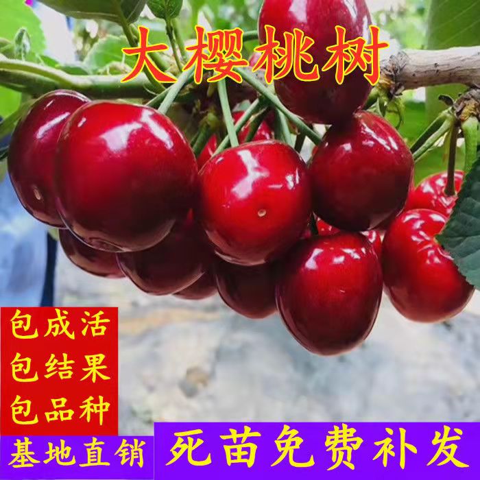 齐早樱桃苗  当年结果 优质嫁接苗 现挖保湿发货 全国包邮