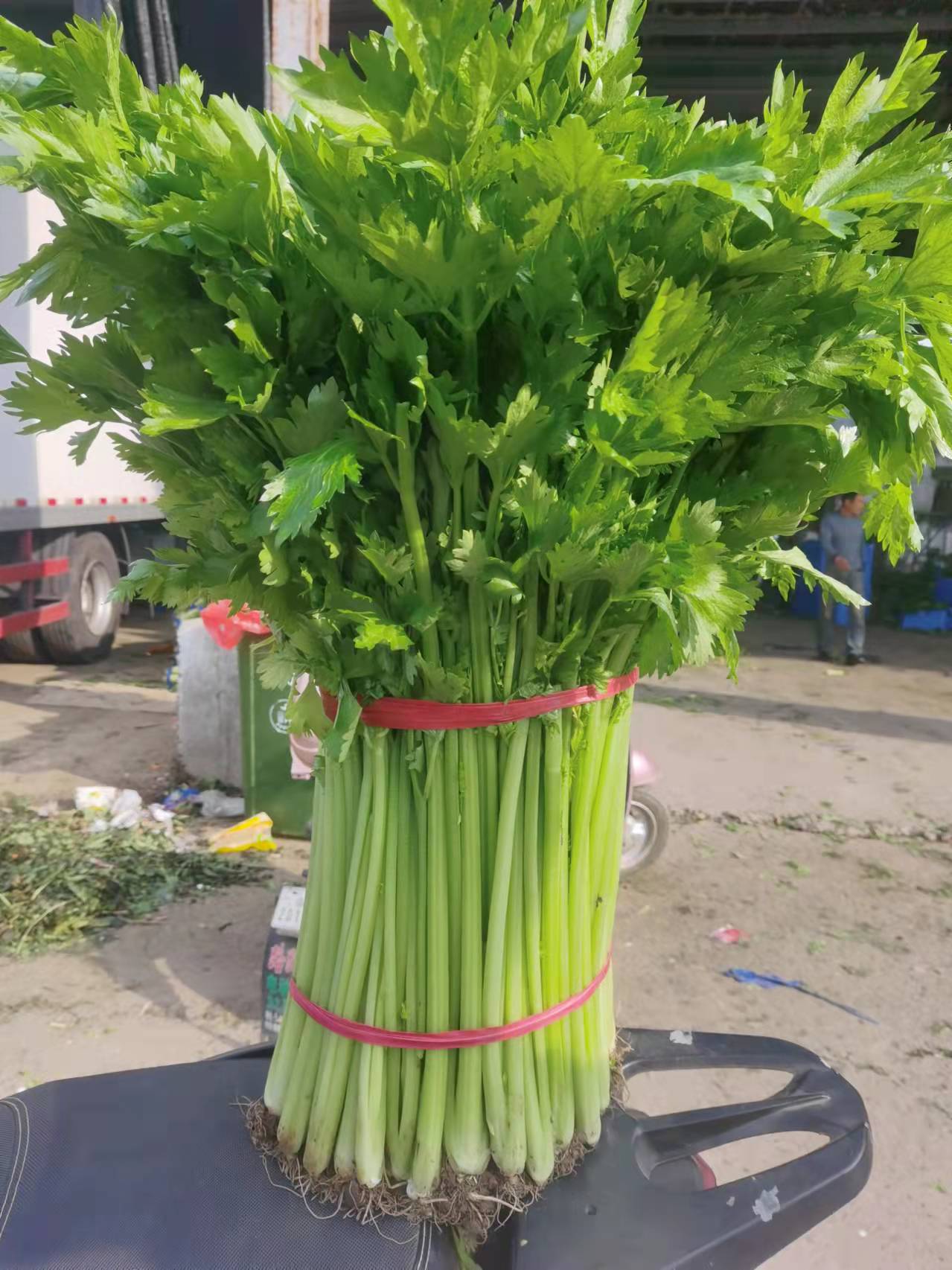 山東蘭陵小香芹菜，大量供應(yīng)產(chǎn)地直銷，保質(zhì)保量大量有貨價(jià)格不高