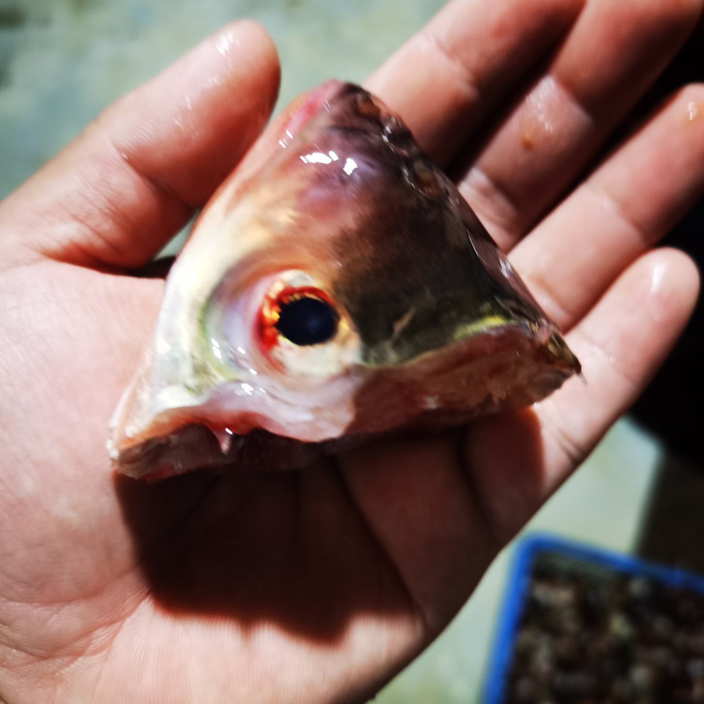 白鲢鱼嘴，鱼头酒店市场超市直供。