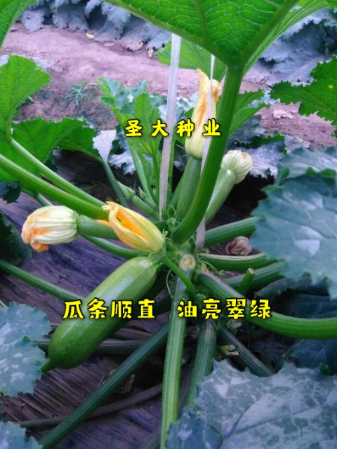寿光市绿皮西葫芦种子  国外引进西葫芦种子杂交品种高抗病毒抗病性强