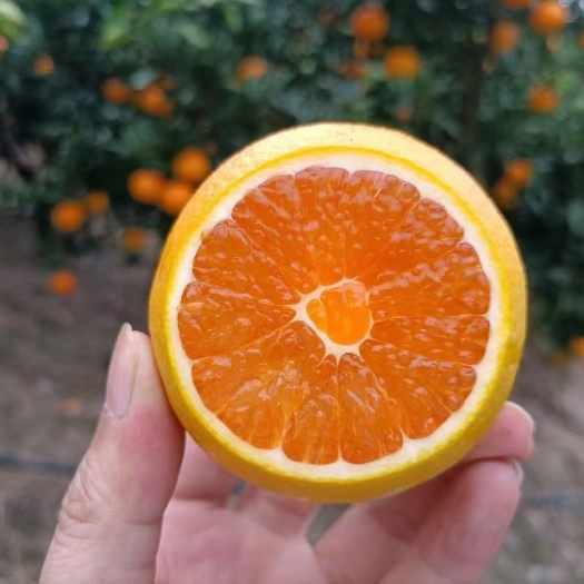 秭归县九月红脐橙  秭归