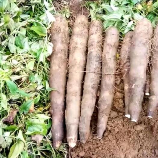 柳城县 黑鬼薯，薯靓条形好