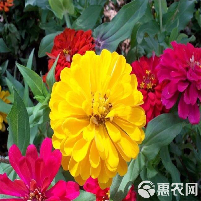  百日草价格，百日草供货，百日草花卉盆花，百日菊基地