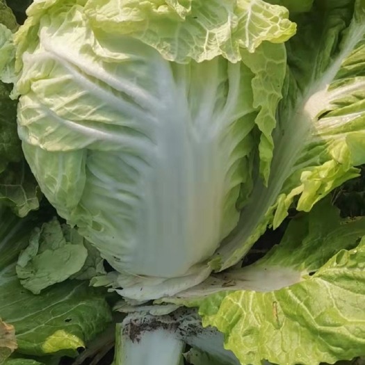 永城市矮白菜 精品大白菜，常年代收各种蔬菜，质量好品质保证