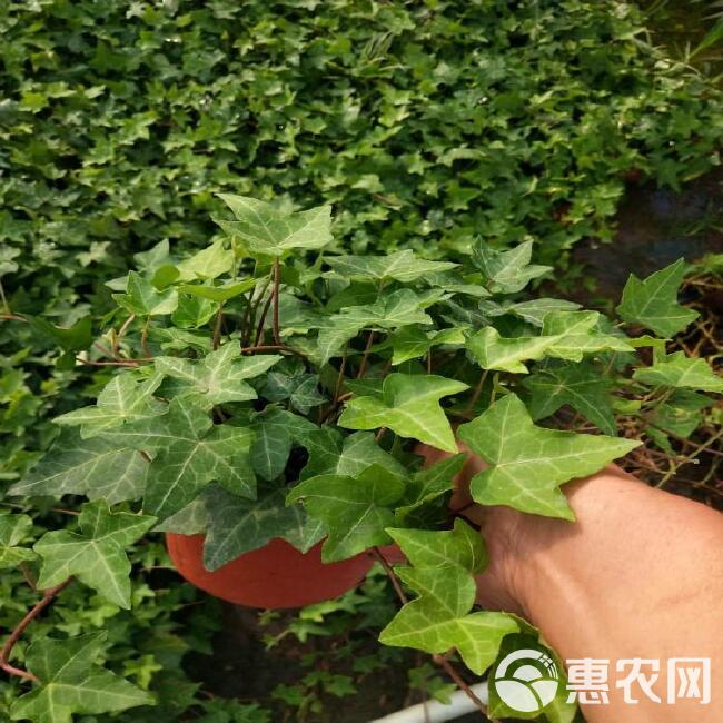  常春藤爬藤植物，公园绿化植物，常青藤，藤本花卉品种，园林绿化