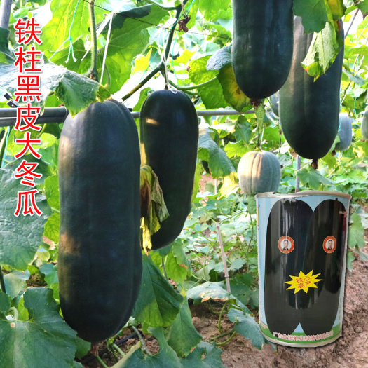 济南冬瓜种子  特大黑皮大冬瓜 耐热 抗病瓜长80公分 节瓜密