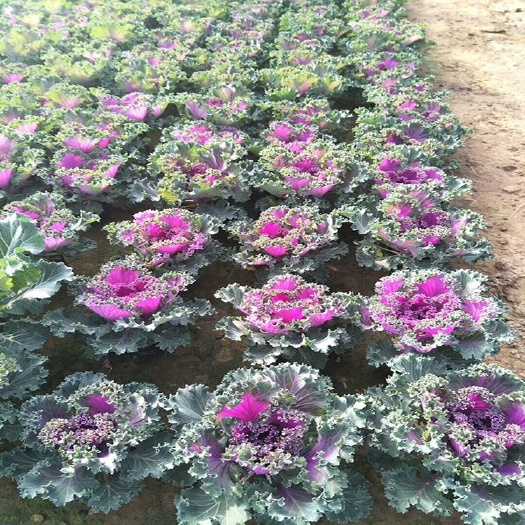 青州市 冬季花卉，羽衣甘蓝，绿化甘蓝耐寒花卉