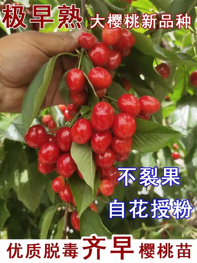 齐早樱桃苗  当年结果 优质嫁接苗 现挖保湿发货 全国包邮
