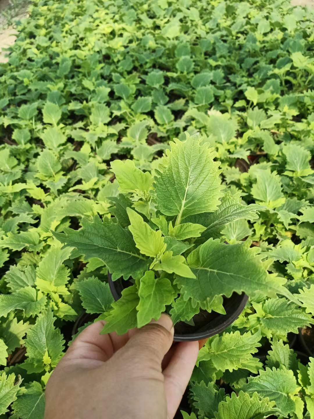  彩叶草基地，绿化彩叶草工程花卉，园林绿化彩叶草盆苗，彩叶草