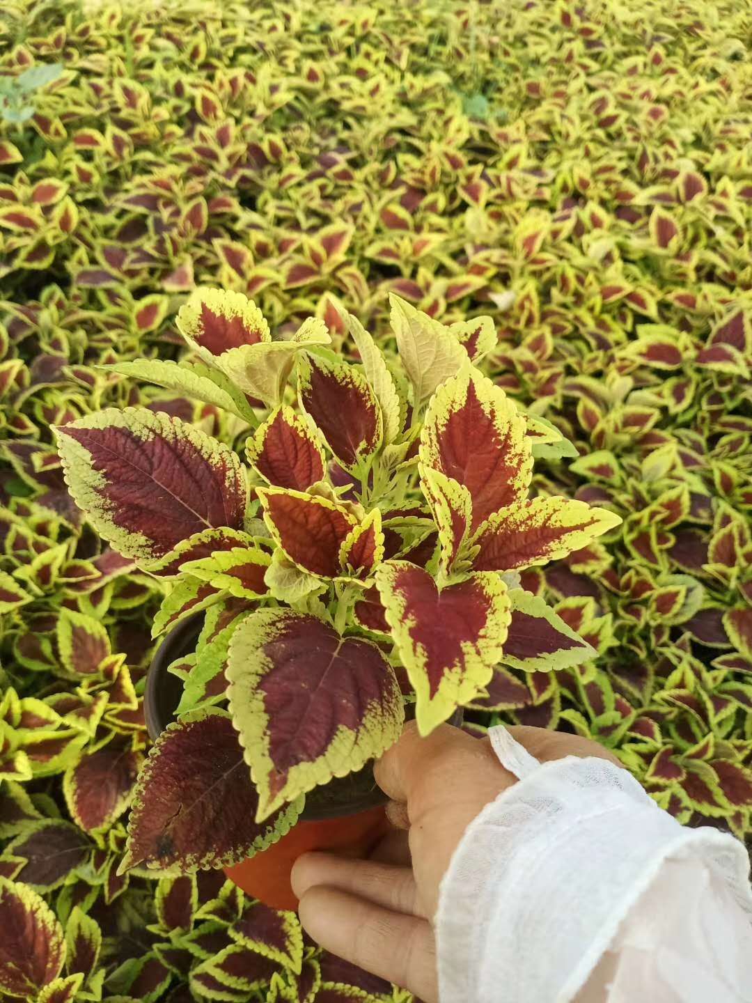  彩叶草基地，绿化彩叶草工程花卉，园林绿化彩叶草盆苗，彩叶草