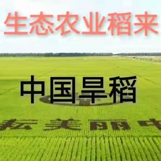 郯城县红米 五彩旱  种子