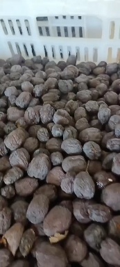 涉县 黑枣，大卖大卖大卖了，这几天黑枣大量上市