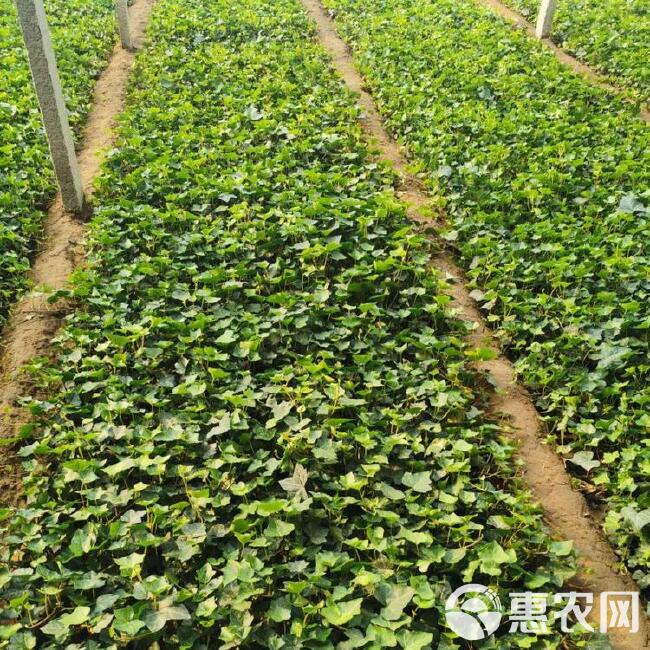  常春藤爬藤植物，公园绿化植物，常青藤，藤本花卉品种，园林绿化