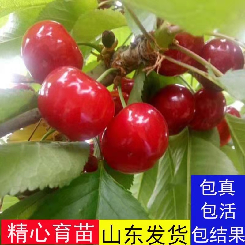 齐早樱桃苗  当年结果 优质嫁接苗 现挖保湿发货 全国包邮