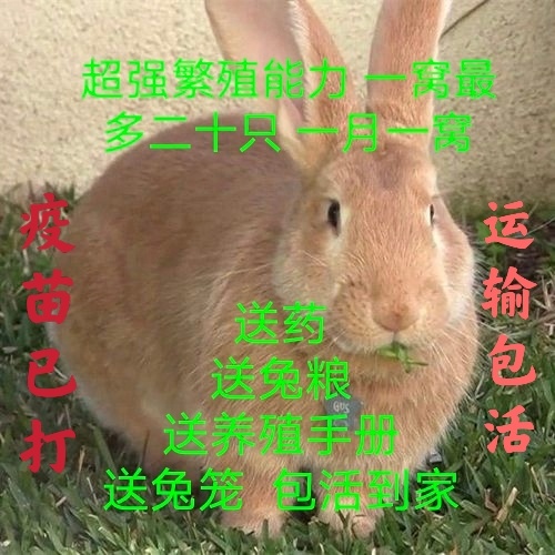 新沂市 新品喜马拉雅大型肉兔子活体小兔子新西兰比利时幼兔种兔新品巨兔