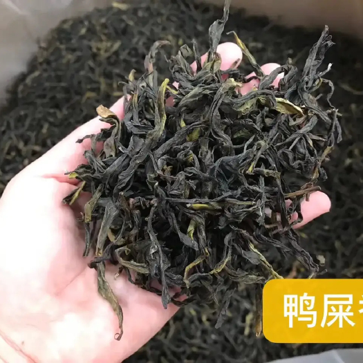 汕头单丛茶 大乌叶，鸭屎香。