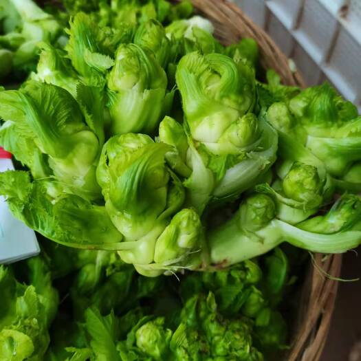 简阳市 儿菜