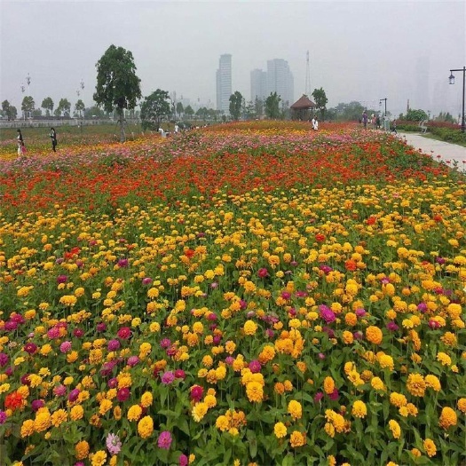 青州市 百日菊花卉，百日草供货，百日草基地批发，百日草工程苗价格