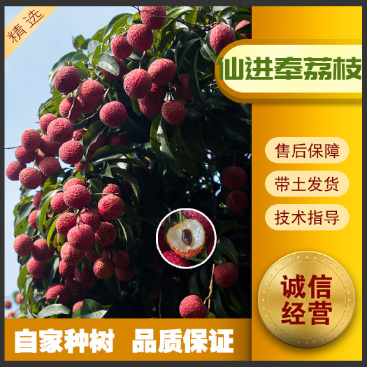 容县仙进奉荔枝新品种高产地栽盘栽细核厚肉超甜南方种植仙进奉荔枝