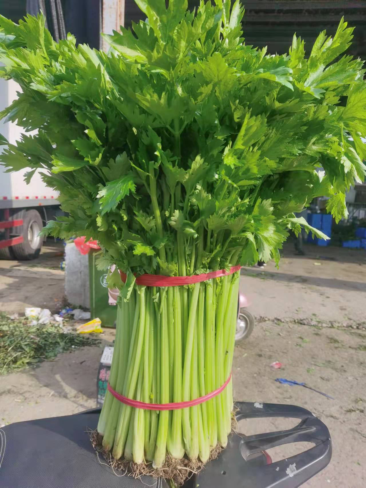 山東蘭陵小香芹菜，大量供應(yīng)產(chǎn)地直銷，保質(zhì)保量大量有貨價(jià)格不高
