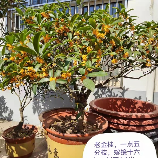 连云港 老金桂