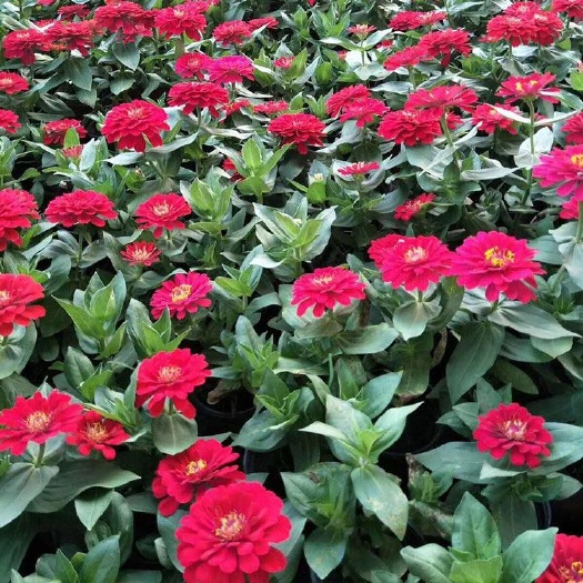 青州市 百日草价格，百日草供货，百日草花卉盆花，百日菊基地