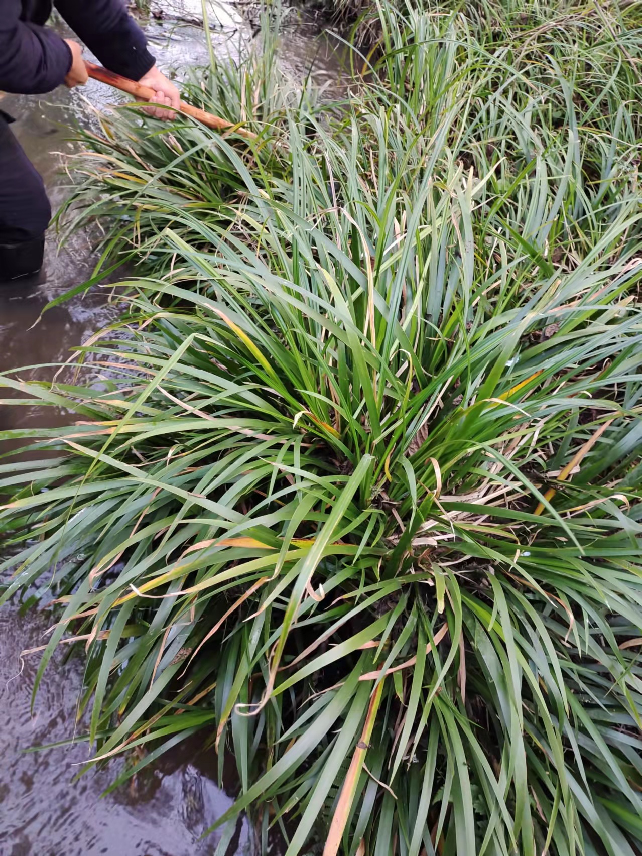 赫章县石菖蒲 石苍蒲干,湿货