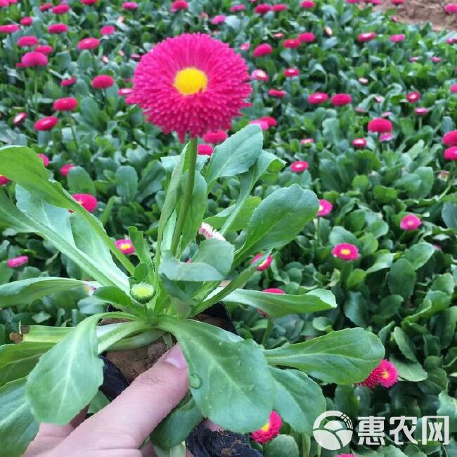  雏菊批发，雏菊价格，雏菊杯苗，时令花卉品种，春季花卉