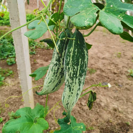 变色瓜种子 老鼠瓜籽观赏食用春秋种爬藤 菜园阳台早熟抗病