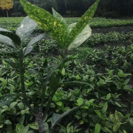 成都洒金珊瑚 杯苗 地苗 高度80 大小杯都有
