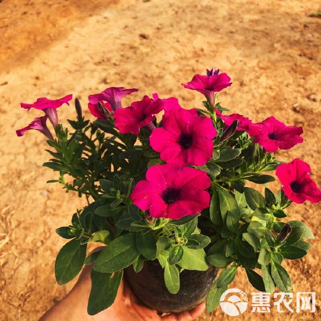  垂吊牵牛，山东垂钓牵牛基地，垂钓牵牛花工程花卉，桥梁花卉品种