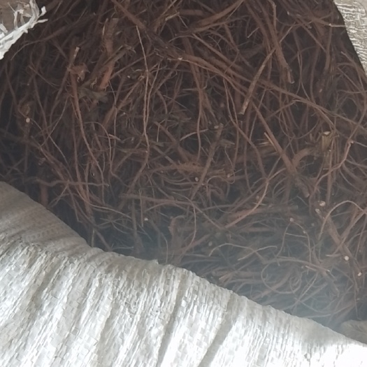 正宁县北柴胡 出售柴胡