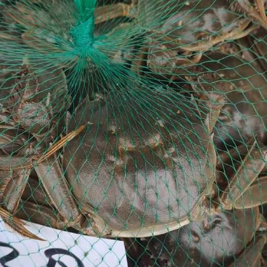 洪湖市湖北清水大闸蟹3母
