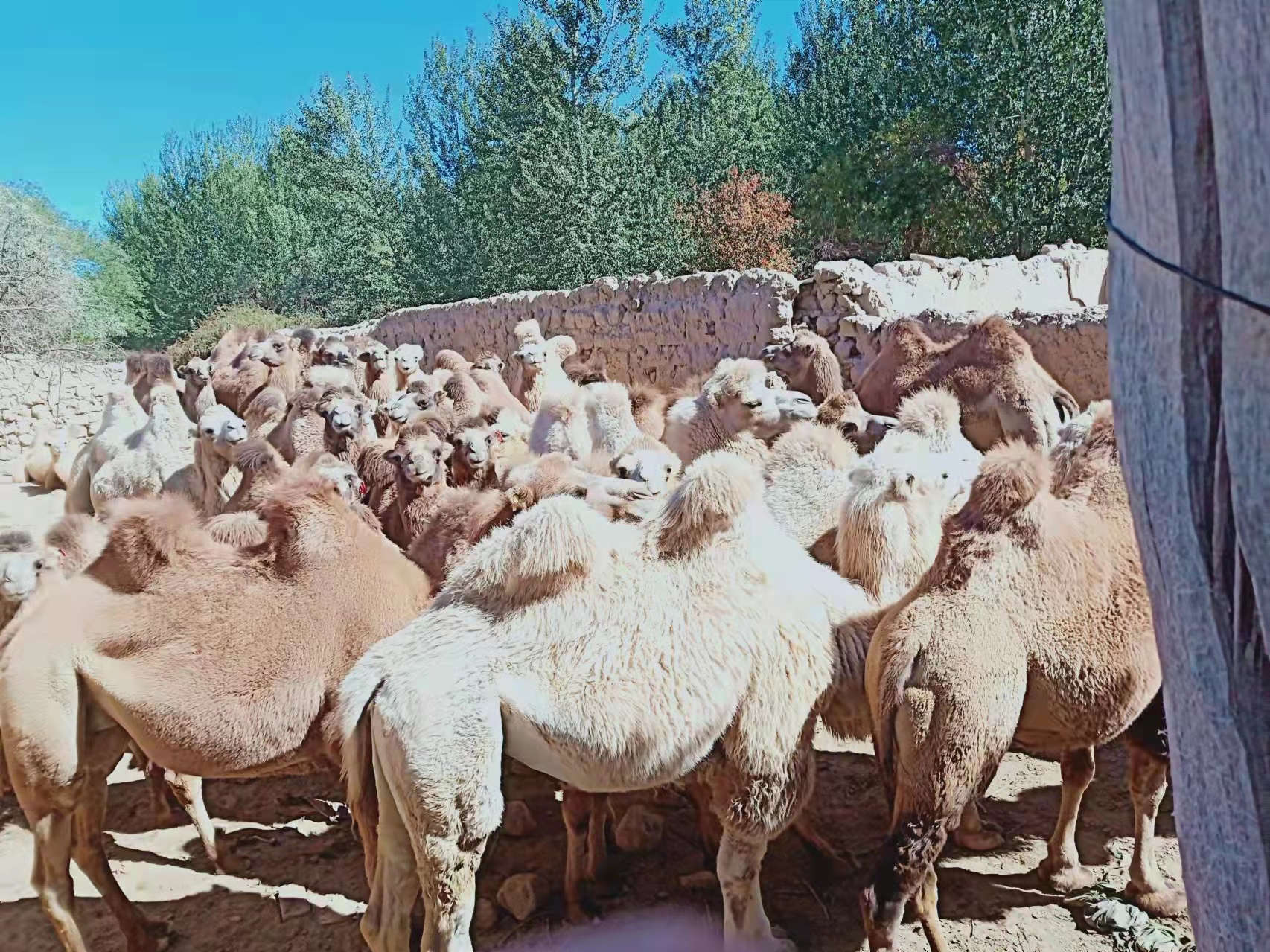 拜城县散养双峰骆驼大批量售卖，肉质紧实，可实地查看。