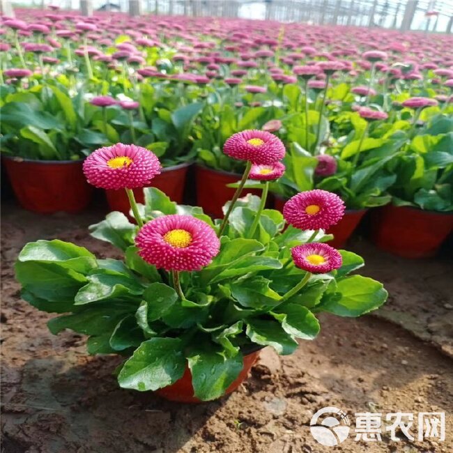  雏菊价格，马兰头花供货，春菊批发，山东雏菊基地种植