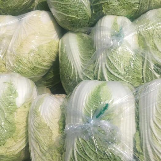 夏邑县青杂三号白菜 青杂三号，