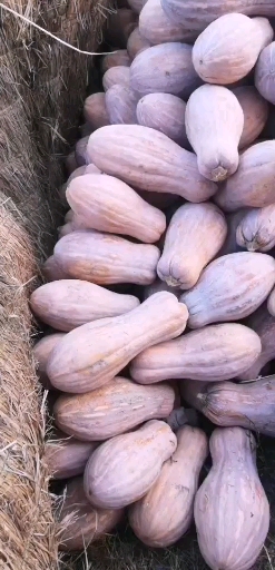 蜜本南瓜  基地南瓜金韩本蜜，常年有现货，瓜大肉质紧实红，颜
