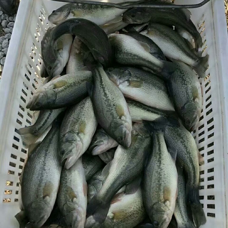 淡水鲈鱼 加州鲈鱼水花苗 优鲈3号 海鲈鱼苗 鳜鱼水花 鲈鱼