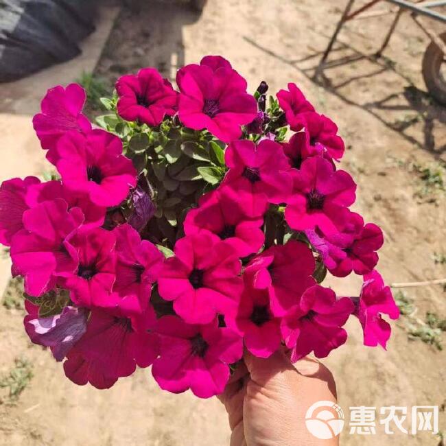  垂吊牵牛，山东垂钓牵牛基地，垂钓牵牛花工程花卉，桥梁花卉品种