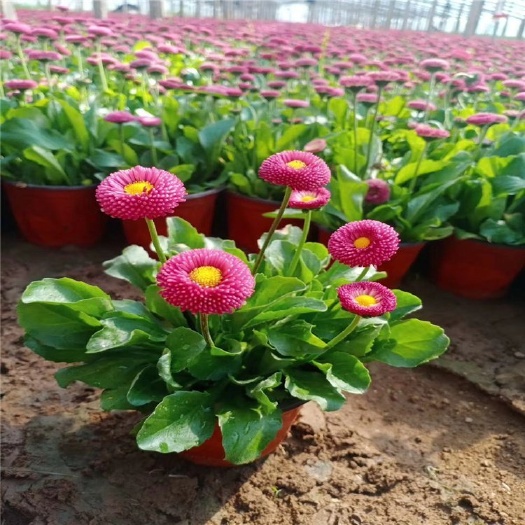 青州市 雏菊花卉工程苗，春菊春季花卉，雏菊杯苗供货，雏菊哪里买