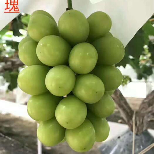 平度市 嫁接阳光玫瑰葡萄苗